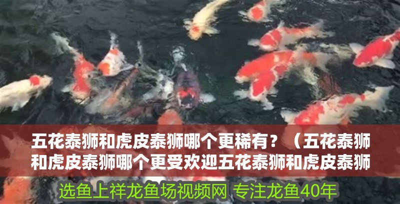 五花泰獅和虎皮泰獅哪個更稀有？（五花泰獅和虎皮泰獅哪個更受歡迎五花泰獅和虎皮泰獅哪個更受歡迎）