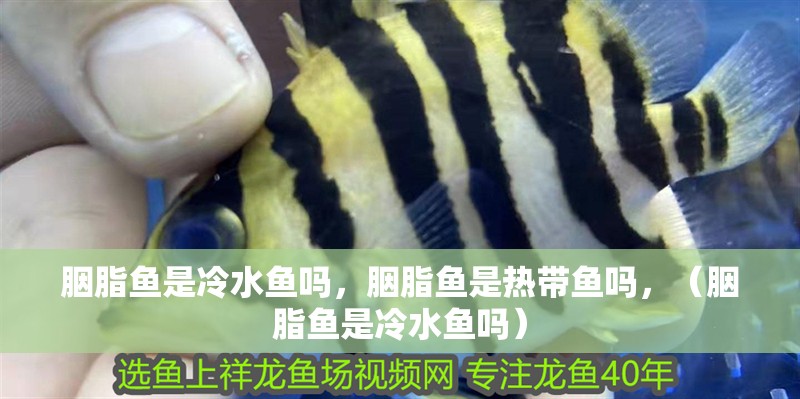 胭脂魚是冷水魚嗎，胭脂魚是熱帶魚嗎，（胭脂魚是冷水魚嗎）