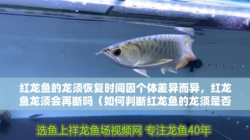 紅龍魚的龍須恢復時間因個體差異而異，紅龍魚龍須會再斷嗎（如何判斷紅龍魚的龍須是否恢復）