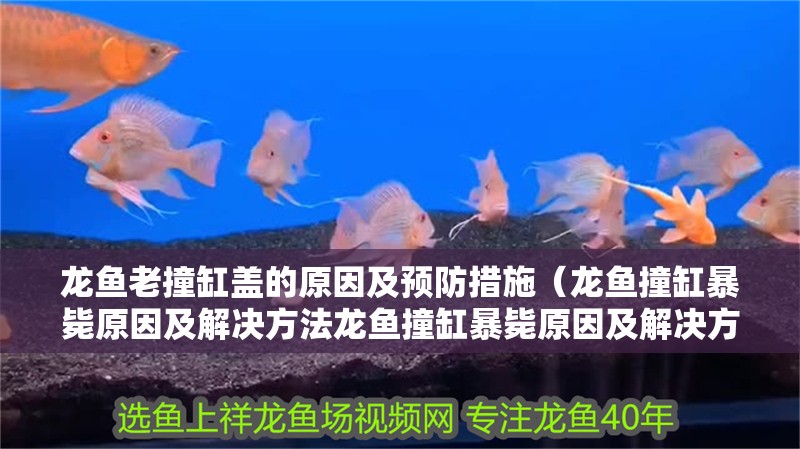 龍魚老撞缸蓋的原因及預防措施（龍魚撞缸暴斃原因及解決方法龍魚撞缸暴斃原因及解決方法）