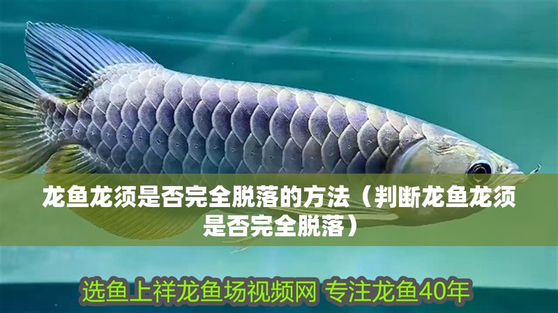 龍魚龍須是否完全脫落的方法（判斷龍魚龍須是否完全脫落）