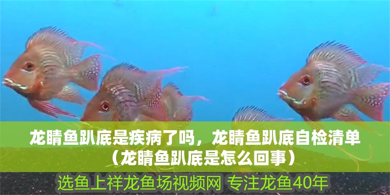 龍睛魚趴底是疾病了嗎，龍睛魚趴底自檢清單（龍睛魚趴底是怎么回事）