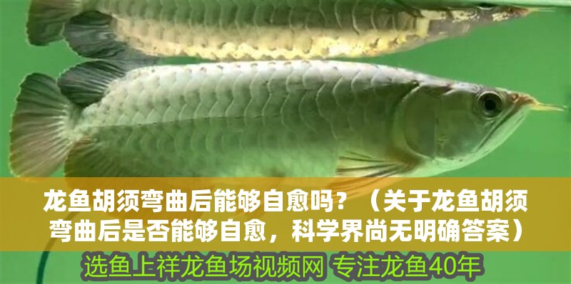 龍魚胡須彎曲后能夠自愈嗎？（關(guān)于龍魚胡須彎曲后是否能夠自愈，科學(xué)界尚無(wú)明確答案） 龍魚胡須彎曲后能夠自愈嗎？（關(guān)于龍魚胡須彎曲后是否能夠自愈，科學(xué)界尚無(wú)明確答案） 龍魚百科