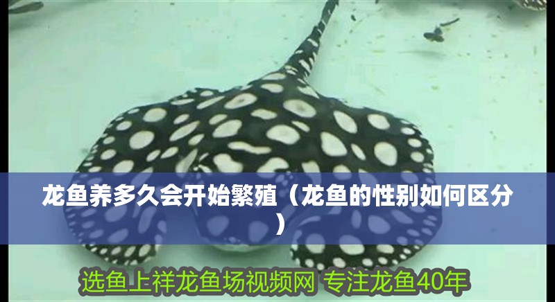 龍魚養(yǎng)多久會開始繁殖（龍魚的性別如何區(qū)分）