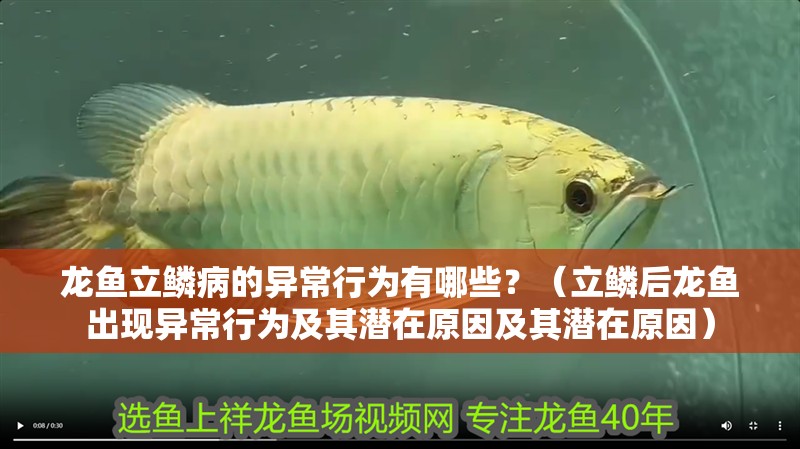 龍魚立鱗病的異常行為有哪些？（立鱗后龍魚出現異常行為及其潛在原因及其潛在原因）