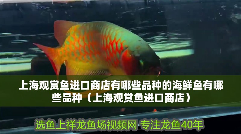 上海觀賞魚進口商店有哪些品種的海鮮魚有哪些品種（上海觀賞魚進口商店） 上海觀賞魚進口商店有哪些品種的海鮮魚有哪些品種（上海觀賞魚進口商店） 觀賞魚百科