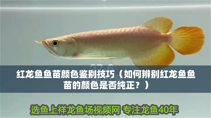 紅龍魚魚苗顏色鑒別技巧（如何辨別紅龍魚魚苗的顏色是否純正？）
