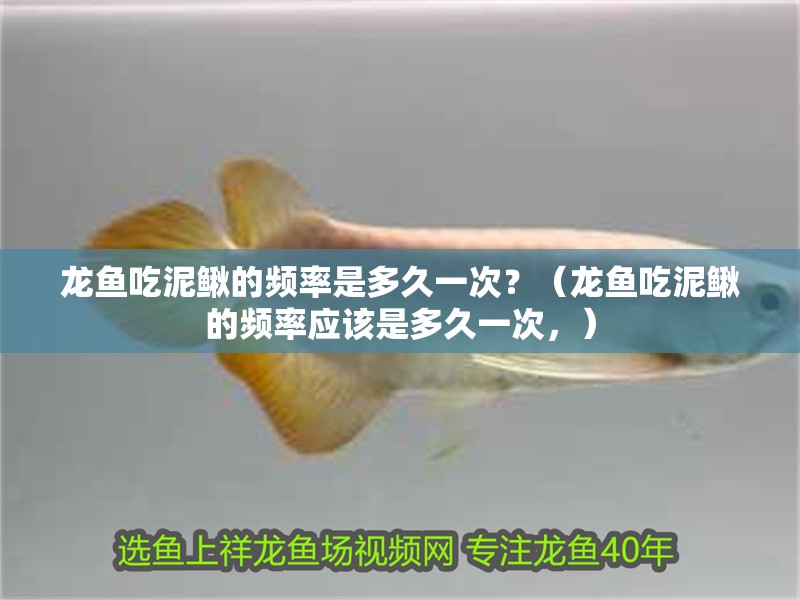 龍魚吃泥鰍的頻率是多久一次？（龍魚吃泥鰍的頻率應該是多久一次，）