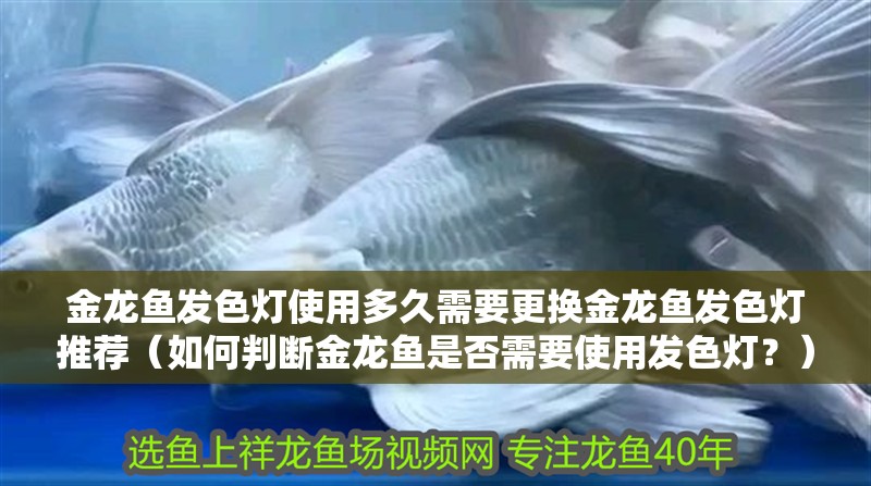 金龍魚發色燈使用多久需要更換金龍魚發色燈推薦（如何判斷金龍魚是否需要使用發色燈？）