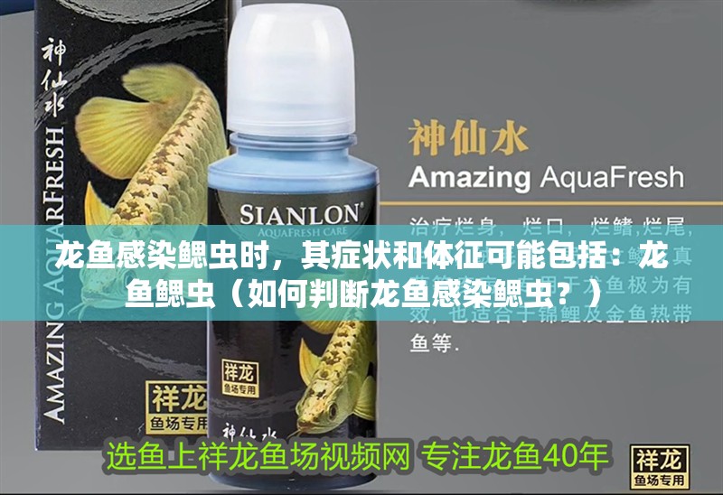 龍魚感染鰓蟲時(shí)，其癥狀和體征可能包括：龍魚鰓蟲（如何判斷龍魚感染鰓蟲？）