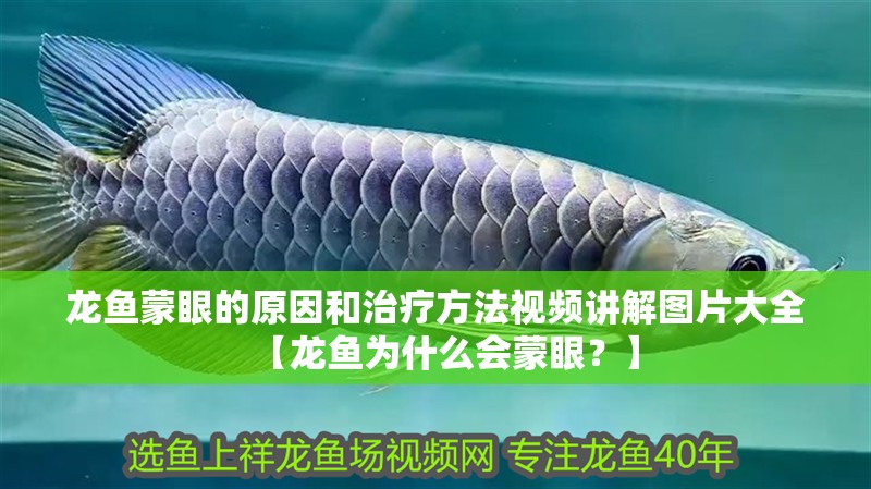 龍魚蒙眼的原因和治療方法視頻講解圖片大全【龍魚為什么會蒙眼？】