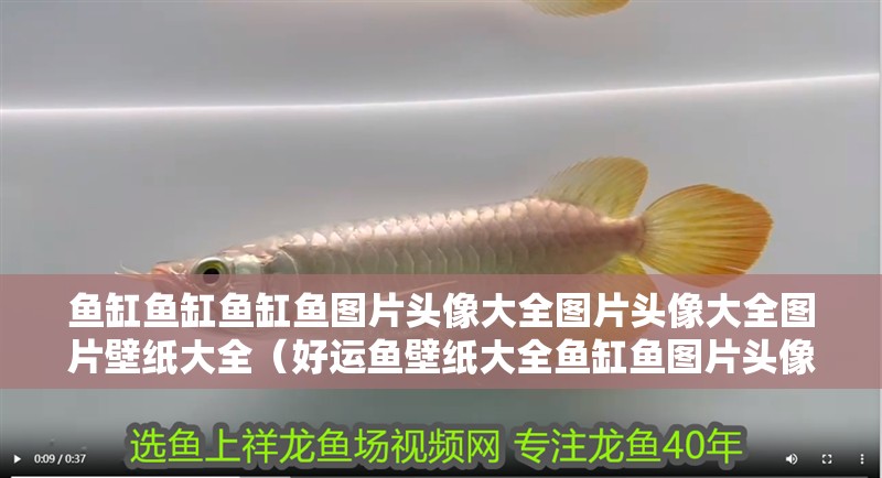 魚(yú)缸魚(yú)缸魚(yú)缸魚(yú)圖片頭像大全圖片頭像大全圖片壁紙大全（好運(yùn)魚(yú)壁紙大全魚(yú)缸魚(yú)圖片頭像大全）
