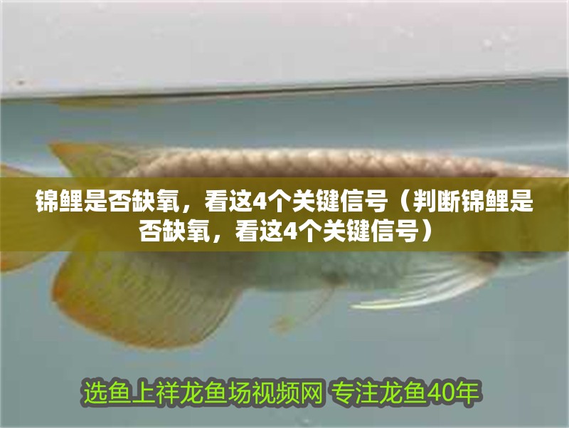 錦鯉是否缺氧，看這4個關鍵信號（判斷錦鯉是否缺氧，看這4個關鍵信號）