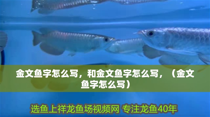 金文魚字怎么寫，和金文魚字怎么寫，（金文魚字怎么寫）