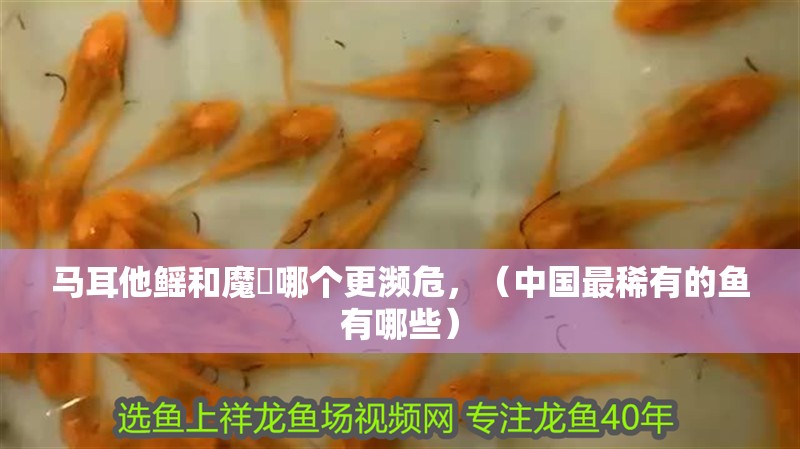馬耳他鰩和魔鳉哪個更瀕危，（中國最稀有的魚有哪些）