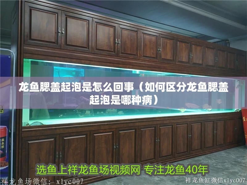 龍魚腮蓋起泡是怎么回事（如何區分龍魚腮蓋起泡是哪種病）