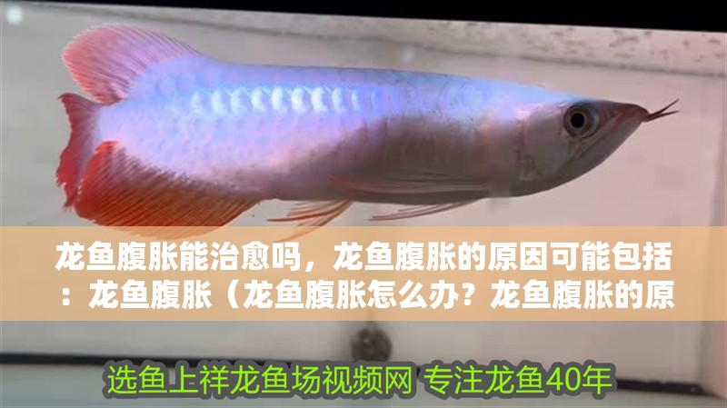 龍魚腹脹能治愈嗎，龍魚腹脹的原因可能包括：龍魚腹脹（龍魚腹脹怎么辦？龍魚腹脹的原因有哪些）