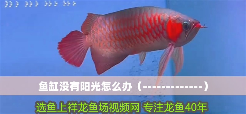 魚缸沒有陽光怎么辦（-------------）
