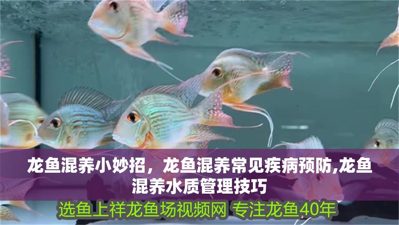 龍魚混養(yǎng)小妙招，龍魚混養(yǎng)常見疾病預防,龍魚混養(yǎng)水質管理技巧