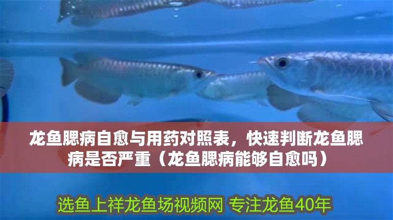 龍魚腮病自愈與用藥對照表，快速判斷龍魚腮病是否嚴重（龍魚腮病能夠自愈嗎）