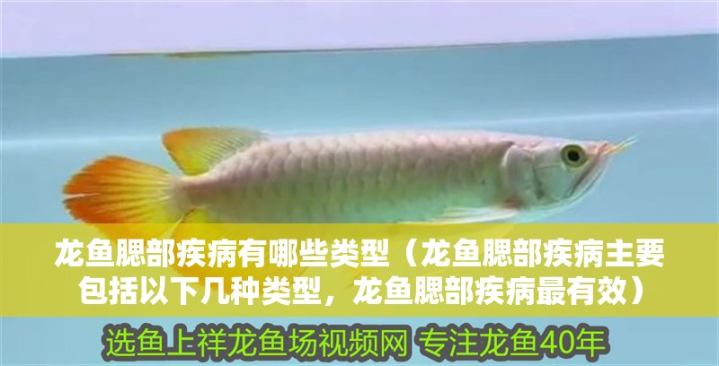 龍魚腮部疾病有哪些類型（龍魚腮部疾病主要包括以下幾種類型，龍魚腮部疾病最有效）