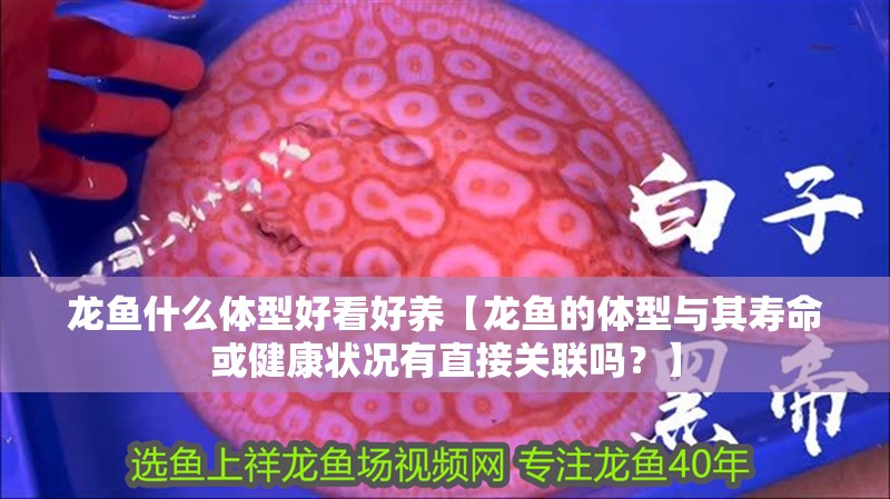 龍魚什么體型好看好養(yǎng)【龍魚的體型與其壽命或健康狀況有直接關(guān)聯(lián)嗎？】