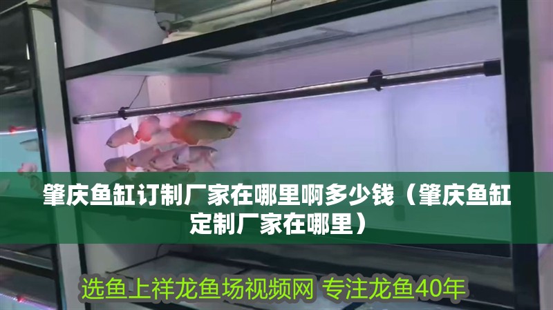肇慶魚缸訂制廠家在哪里啊多少錢（肇慶魚缸定制廠家在哪里）