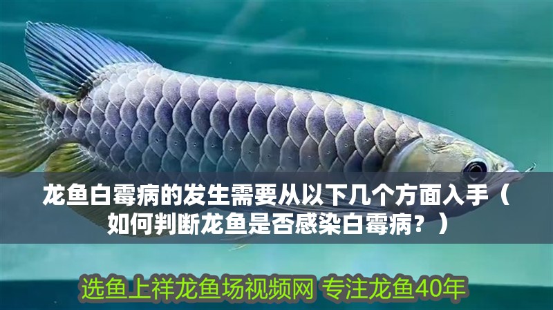 龍魚白霉病的發(fā)生需要從以下幾個方面入手（如何判斷龍魚是否感染白霉病？）