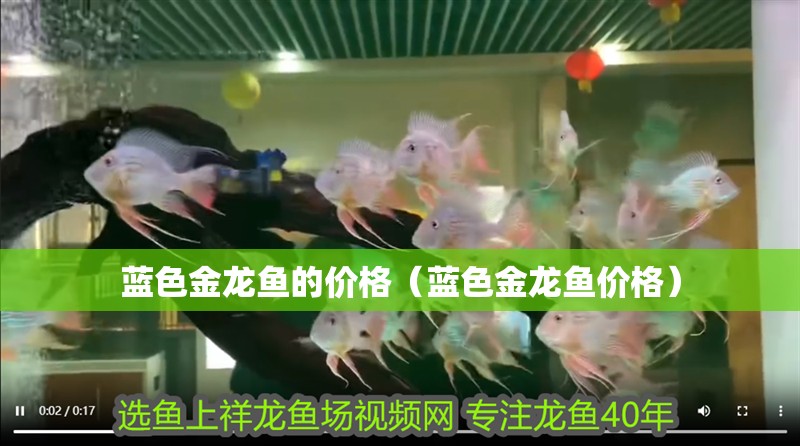 藍色金龍魚的價格（藍色金龍魚價格）
