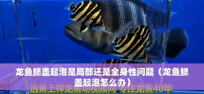 龍魚鰓蓋起泡是局部還是全身性問題（龍魚鰓蓋起泡怎么辦）