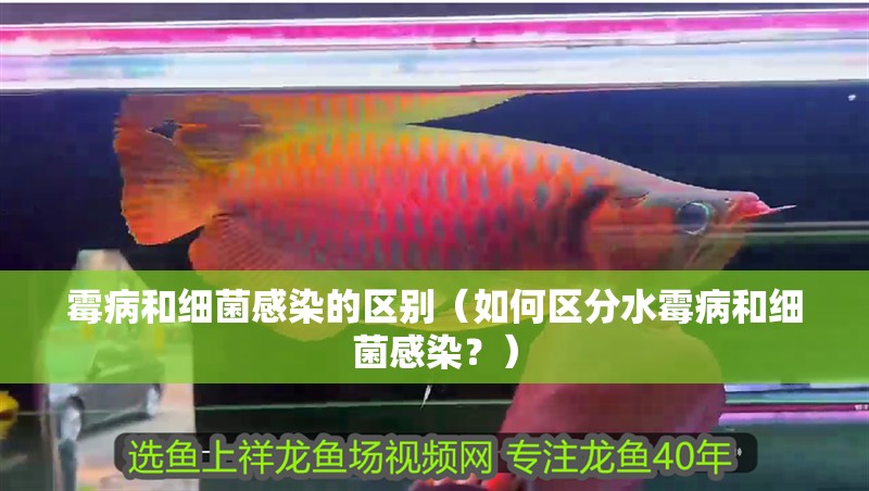 霉病和細(xì)菌感染的區(qū)別（如何區(qū)分水霉病和細(xì)菌感染？）