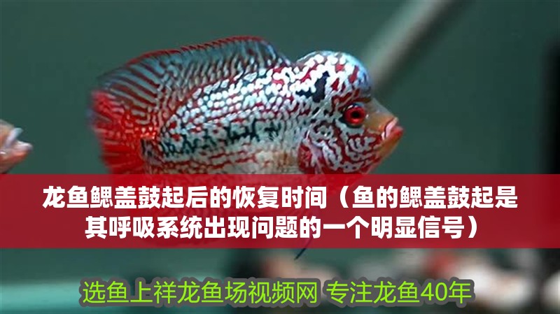 龍魚鰓蓋鼓起后的恢復時間（魚的鰓蓋鼓起是其呼吸系統出現問題的一個明顯信號）
