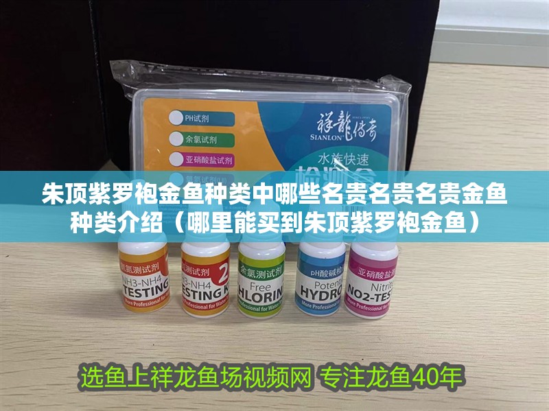 朱頂紫羅袍金魚種類中哪些名貴名貴名貴金魚種類介紹（哪里能買到朱頂紫羅袍金魚）