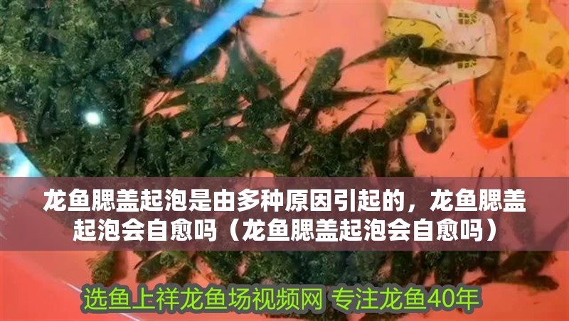 龍魚腮蓋起泡是由多種原因引起的，龍魚腮蓋起泡會自愈嗎（龍魚腮蓋起泡會自愈嗎）