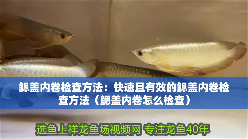 鰓蓋內卷檢查方法：快速且有效的鰓蓋內卷檢查方法（鰓蓋內卷怎么檢查） 鰓蓋內卷檢查方法：快速且有效的鰓蓋內卷檢查方法（鰓蓋內卷怎么檢查） 龍魚百科