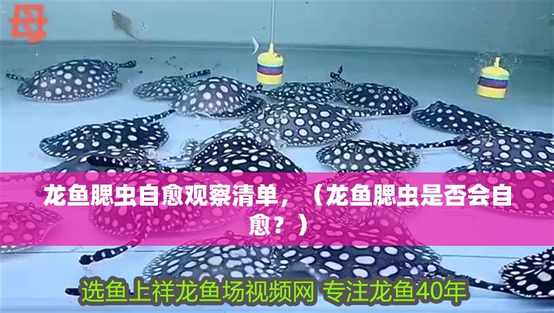 龍魚腮蟲自愈觀察清單，（龍魚腮蟲是否會自愈？）