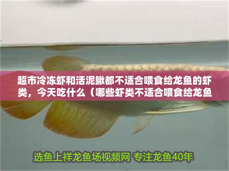超市冷凍蝦和活泥鰍都不適合喂食給龍魚的蝦類，今天吃什么（哪些蝦類不適合喂食給龍魚？）