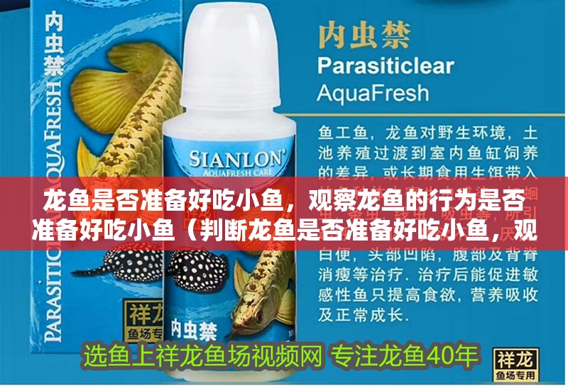 龍魚(yú)是否準(zhǔn)備好吃小魚(yú)，觀察龍魚(yú)的行為是否準(zhǔn)備好吃小魚(yú)（判斷龍魚(yú)是否準(zhǔn)備好吃小魚(yú)，觀察龍魚(yú)是否準(zhǔn)備好吃小魚(yú)）