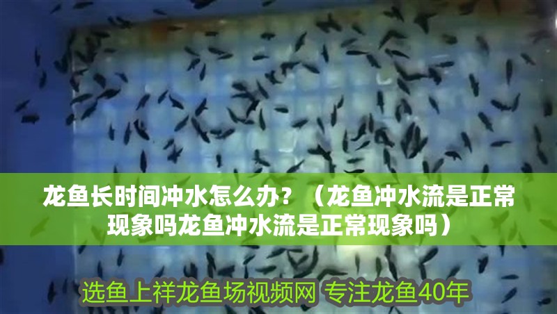 龍魚長(zhǎng)時(shí)間沖水怎么辦？（龍魚沖水流是正?，F(xiàn)象嗎龍魚沖水流是正?，F(xiàn)象嗎）