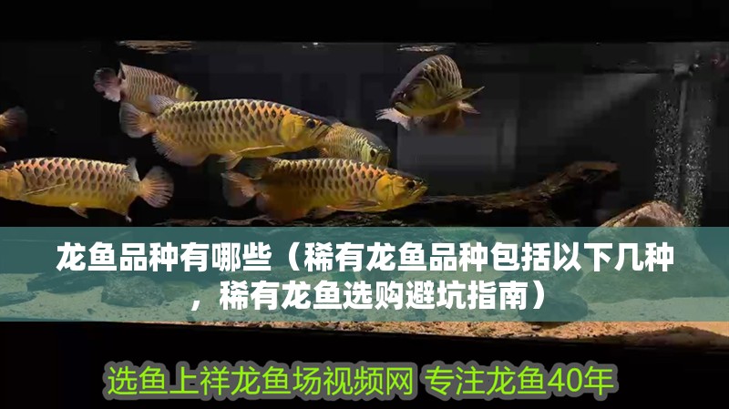 龍魚品種有哪些（稀有龍魚品種包括以下幾種，稀有龍魚選購避坑指南）