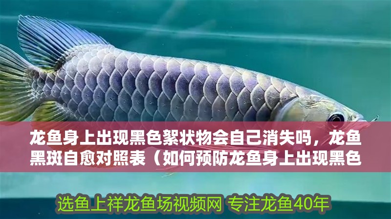 龍魚身上出現黑色絮狀物會自己消失嗎，龍魚黑斑自愈對照表（如何預防龍魚身上出現黑色絮狀物？）