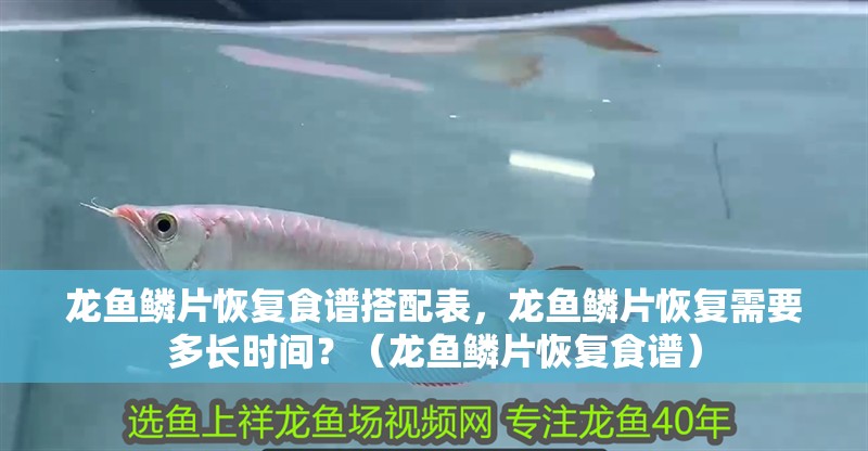 龍魚鱗片恢復(fù)食譜搭配表，龍魚鱗片恢復(fù)需要多長時間？（龍魚鱗片恢復(fù)食譜） 龍魚鱗片恢復(fù)食譜搭配表，龍魚鱗片恢復(fù)需要多長時間？（龍魚鱗片恢復(fù)食譜） 龍魚百科