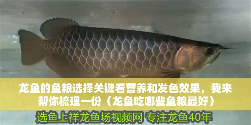 龍魚的魚糧選擇關鍵看營養和發色效果，我來幫你梳理一份（龍魚吃哪些魚糧最好） 龍魚的魚糧選擇關鍵看營養和發色效果，我來幫你梳理一份（龍魚吃哪些魚糧最好） 龍魚百科