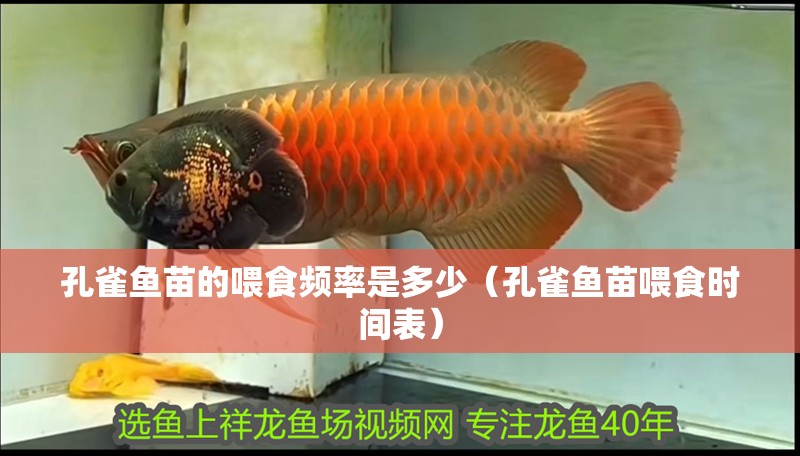 孔雀魚苗的喂食頻率是多少（孔雀魚苗喂食時(shí)間表） 孔雀魚苗的喂食頻率是多少（孔雀魚苗喂食時(shí)間表） 龍魚百科