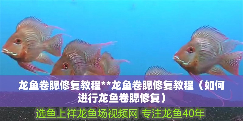 龍魚卷腮修復(fù)教程**龍魚卷腮修復(fù)教程（如何進(jìn)行龍魚卷腮修復(fù)） 龍魚卷腮修復(fù)教程**龍魚卷腮修復(fù)教程（如何進(jìn)行龍魚卷腮修復(fù)） 龍魚百科