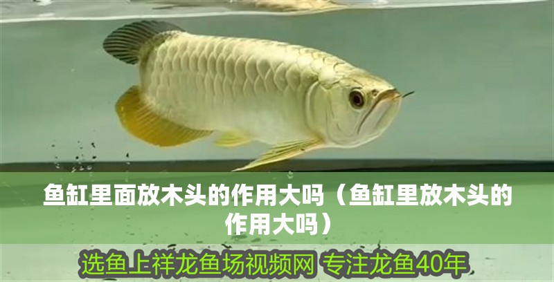魚缸里面放木頭的作用大嗎（魚缸里放木頭的作用大嗎）