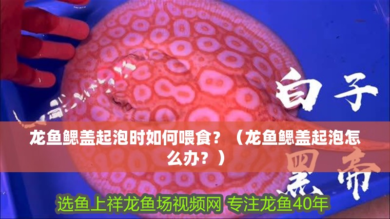 龍魚鰓蓋起泡時如何喂食？（龍魚鰓蓋起泡怎么辦？）