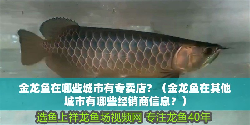 金龍魚在哪些城市有專賣店？（金龍魚在其他城市有哪些經銷商信息？） 金龍魚在哪些城市有專賣店？（金龍魚在其他城市有哪些經銷商信息？） 龍魚百科