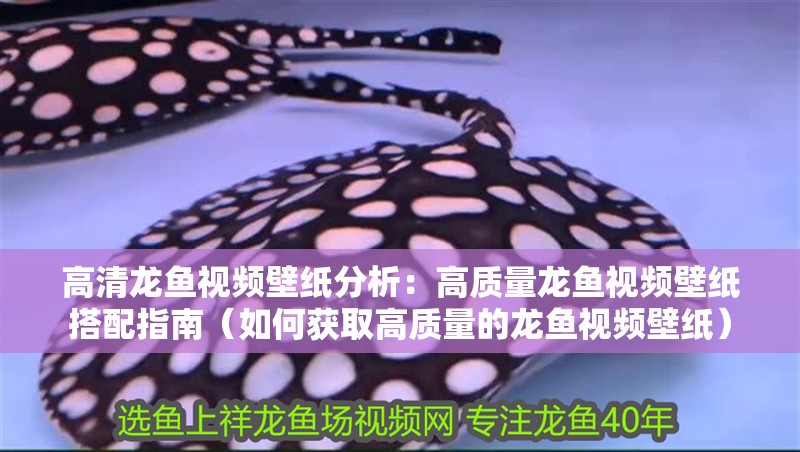 龍魚怕什么 高清龍魚視頻壁紙分析:高質量龍魚視頻壁紙搭配指南(如何獲取高質量的龍魚視頻壁紙) 龍魚百科 高清龍魚視頻壁紙分析:高質量龍魚視頻壁紙搭配指南(如何獲取高質量的龍魚視頻壁紙) 高清龍魚視頻壁紙分析:高質量龍魚視頻壁紙搭配指南(如何獲取高質量的龍魚視頻壁紙) 龍魚百科