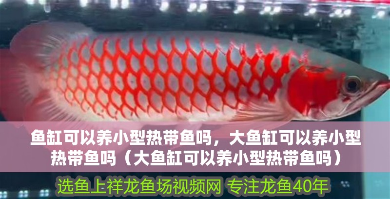 魚缸可以養(yǎng)小型熱帶魚嗎，大魚缸可以養(yǎng)小型熱帶魚嗎（大魚缸可以養(yǎng)小型熱帶魚嗎）